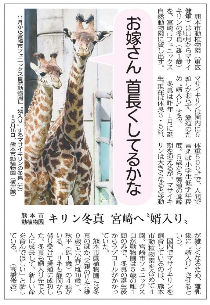 キリン冬真 宮崎へ 婿入り 熊本市動植物園 新聞に親しむ 新聞博物館